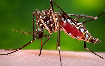 The link between tourism and mosquito-borne diseases is the subject of a new CNH grant.